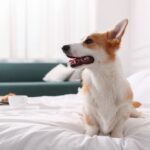 Emotional Support Animals